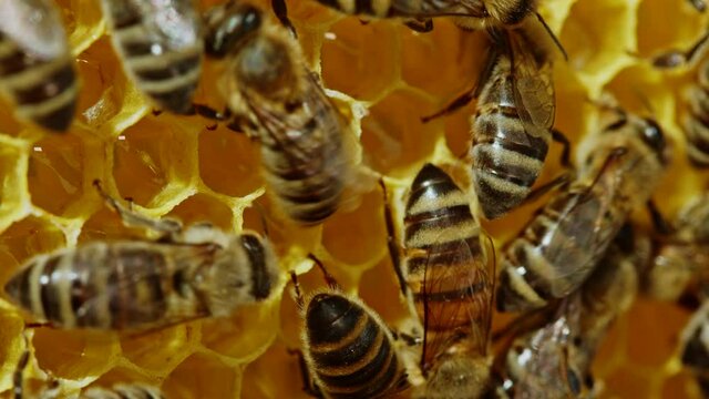 Bees swarming on honeycomb, extreme macro footage. Insects working in wooden beehive, collecting nectar from pollen of flower, create sweet honey. Concept of apiculture, collective work. 4k.