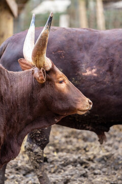 dark brown watussi bull with sharp and big horns close-up vertical photo