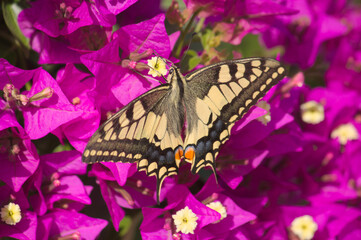 Close-up of a macaon-type butterfly, Papilio machaon