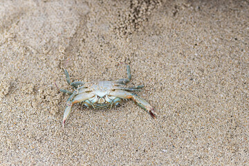 gray crab laid out on the sandy beach lies on its back on a brown background