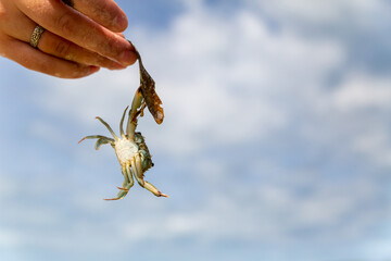 gray crab caught claws and hangs on a stick held by a female hand against the sky with copy space
