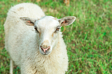 white sheep with big ears standing on the green grass looking into the camera