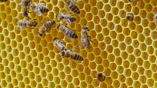 Bees family working on honeycomb in apiary. Life of apis mellifera in hive. Concept of honey, beekeeping, commercial pollinators, food producers. High quality 4k.
