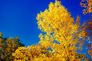 Autumn park, yellow leaves of trees against the blue sky, golden warm autumn, beautiful background