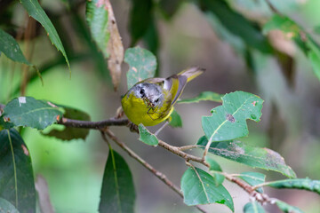 Shot of grey hooded warbler with prey