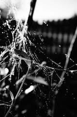 Spider web in the morning