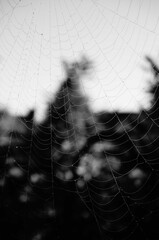Spider web in the morning