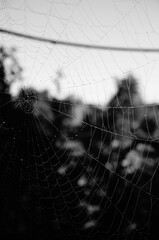Spider web in the morning