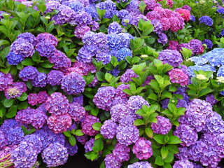 purple and pink flowers