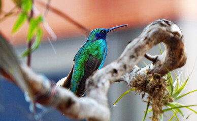 Sparkling Violetear Hummingbird or Colibri coruscans with drops of the rain on the feathers sits on a branch. Ecuador, Cuenca