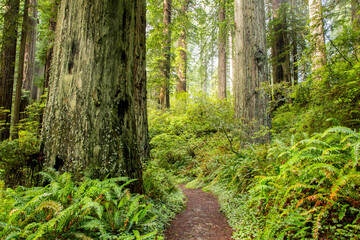 A trail through a redwood forest just north of Mendocino, California