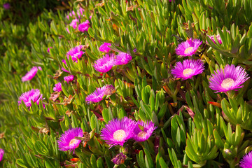 Ice plant with flowers on the California coast near Mendocino.  (Carpobrotus edulis) Iceplant is a...