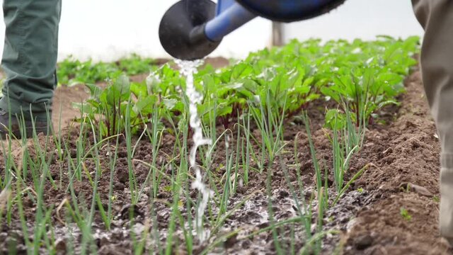 worker watering farm with watering can irrigation slow motion