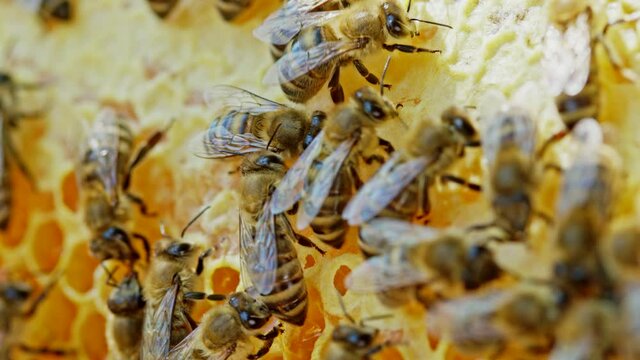 Bees seal the honeycomb in apiary. Life of apis mellifera. Concept of honey, apiculture, beehive, insects. Bee swarming, collecting nectar from pollen of flower. 