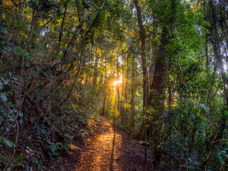 Rainforest Scene with Trees and Path