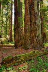 A redwoo forest just north of Mendocino, CA