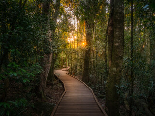 Rainforest with Boardwalk and Golden Light