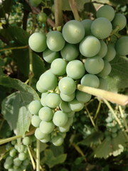 Bunch of grapes on a branch with green leaves