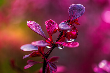 butterfly on pink flower