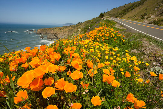 California Poppies Along The California Coast Near Shelter Cove, CA