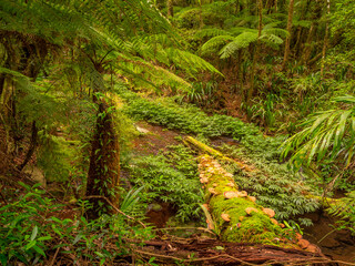 Rainforest Scene with Trees and Path