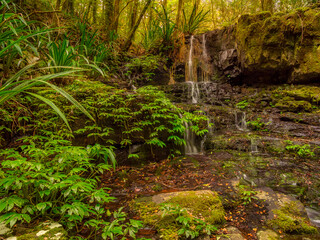 Fototapeta premium Rainforest Cascade