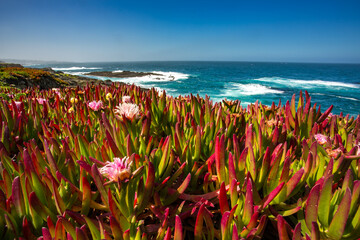 Ice plant with flowers on the California coast near Mendocino.  (Carpobrotus edulis) Iceplant is a coastal succulent shrub and was introduced to California in the early 1900s