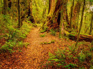 Rainforest Scene with Path and Clearing