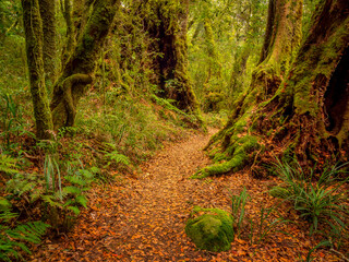 Rainforest Scene with Path and Clearing