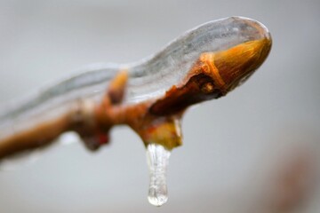 Winter ice storm, in Bucharest, Romania.