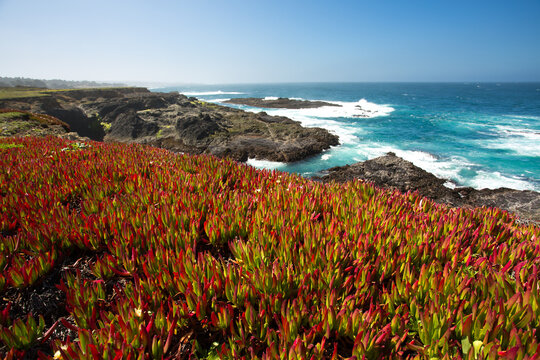 Ice Plant With Flowers On The California Coast Near Mendocino Carpobrotus Edulis Iceplant Is A Coastal Succulent Shrub And Was Introduced To California In The Early 1900s Stock Photo Adobe Stock Ice Plant With Flowers On The California Coast Near Mendocino Carpobrotus Edulis Iceplant Is A Coastal Succulent Shrub And Was Introduced To California In The Early 1900s Stock Photo Adobe Stock