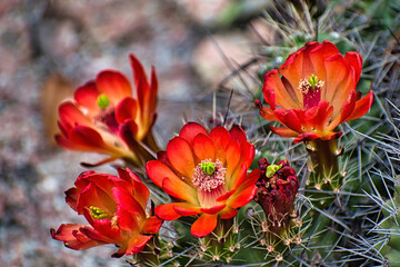 Spring flowering Texas cactus Enchanted Rock State Park 
