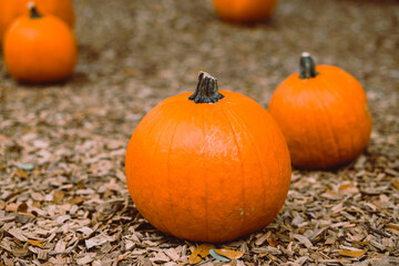 Pumpkin Patch halloween fall lake Eola farmers market in orlando fall 