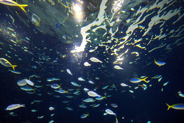 Fototapeta na wymiar 海中の魚群