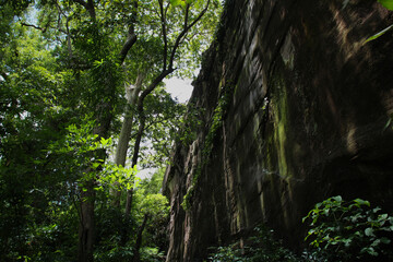 Forest. Green mountain forest landscape.