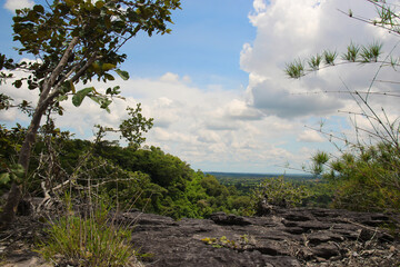 Forest. Green mountain forest landscape.
