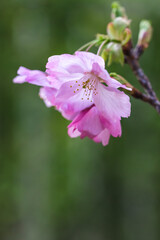 Obraz premium 桜の花 春のイメージ