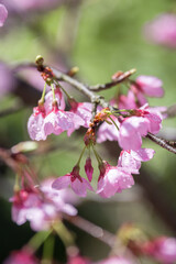 桜の花　春のイメージ