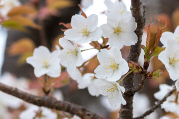 桜の花　春のイメージ