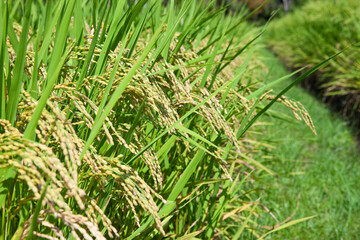 田舎の風景　稲穂	