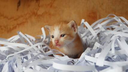 Kitten in the box