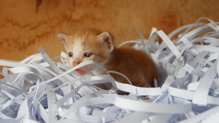 Kitten in the box