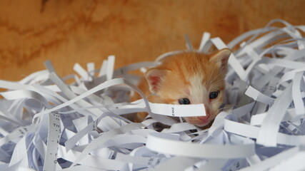 Kitten in the box