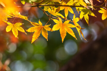 紅葉　秋のイメージ