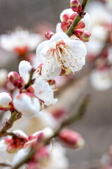 梅の花　初春イメージ