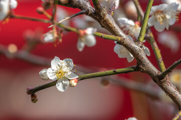 梅の花　初春イメージ