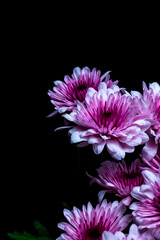 Pink Chrysanthemum