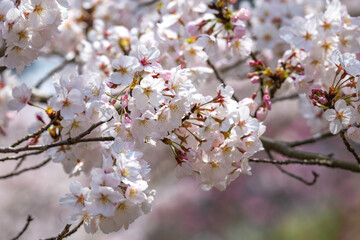 桜の花　春のイメージ