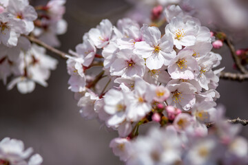 桜の花　春のイメージ