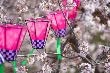 桜とランタン　春のイメージ